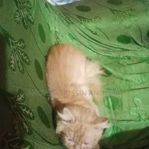 ১+ বছরের পুরুষ খাঁটি পার্সিয়ান বিড়াল