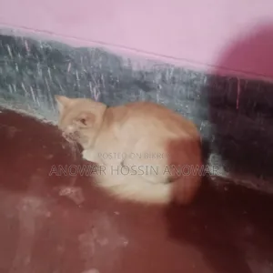১+ বছরের পুরুষ খাঁটি পার্সিয়ান বিড়াল