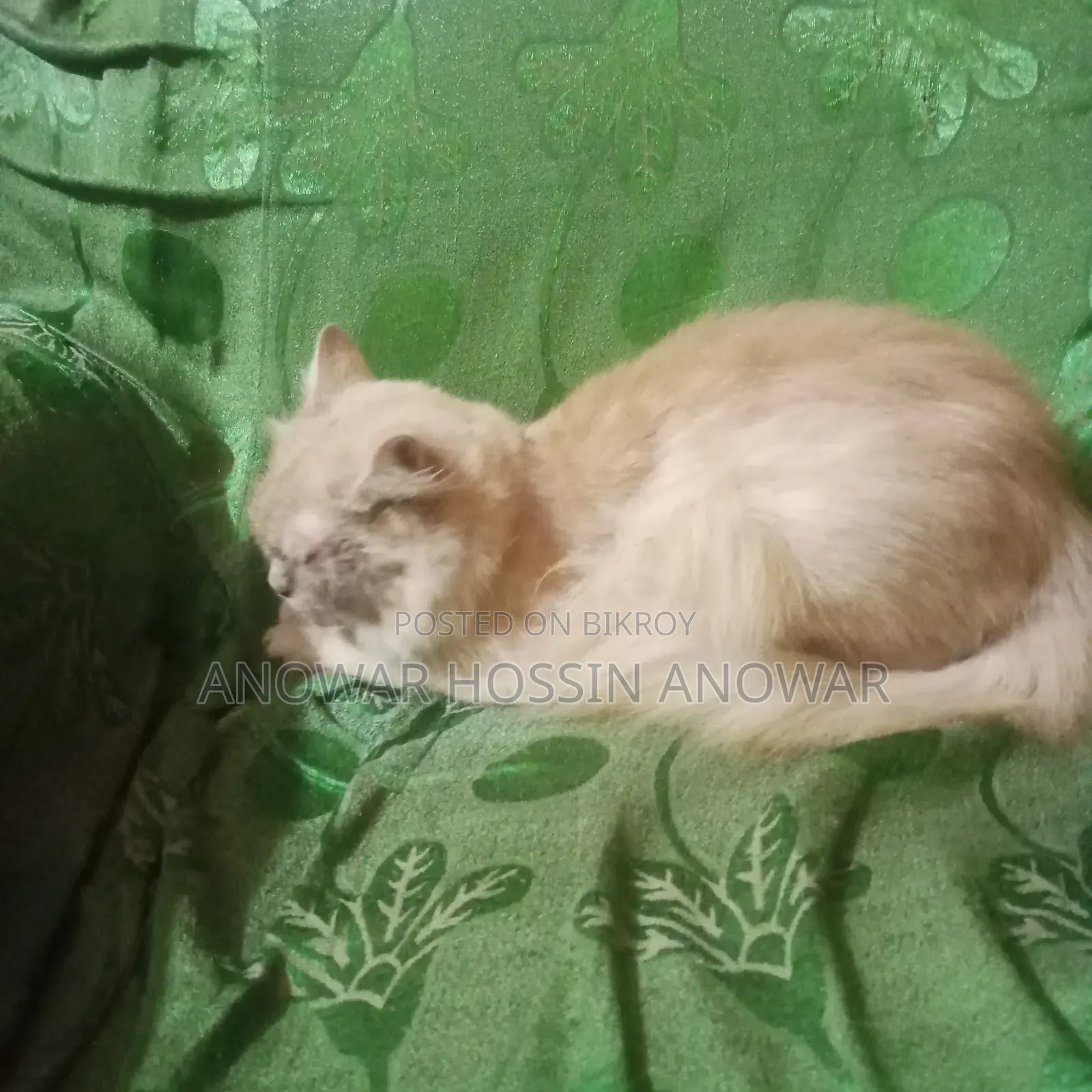১+ বছরের পুরুষ খাঁটি পার্সিয়ান বিড়াল