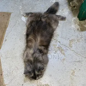 ০-১ মাস বয়সী ফিমেল পিউরব্রেড পার্সিয়ান