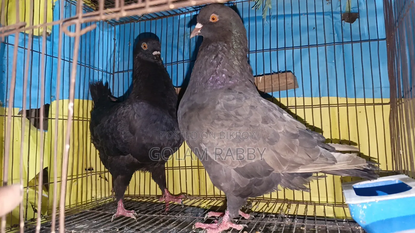 একজোড়া রানিং কিং কবুতর।
