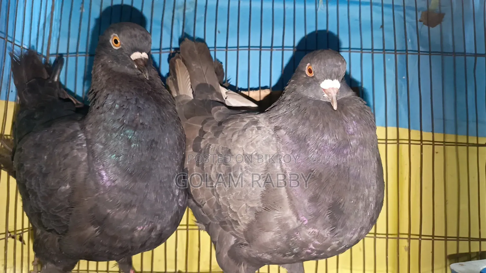 একজোড়া রানিং কিং কবুতর।
