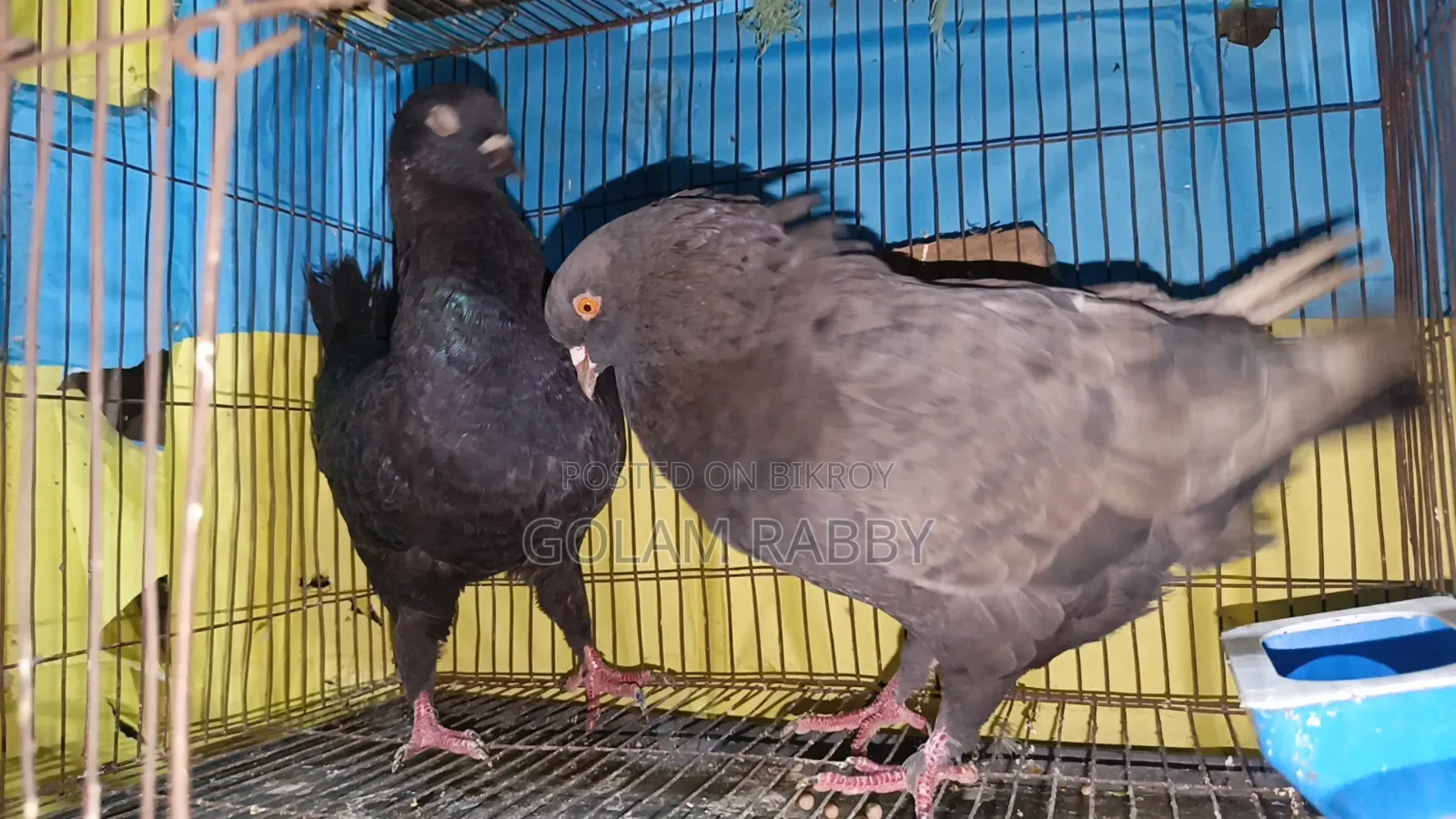 একজোড়া রানিং কিং কবুতর।
