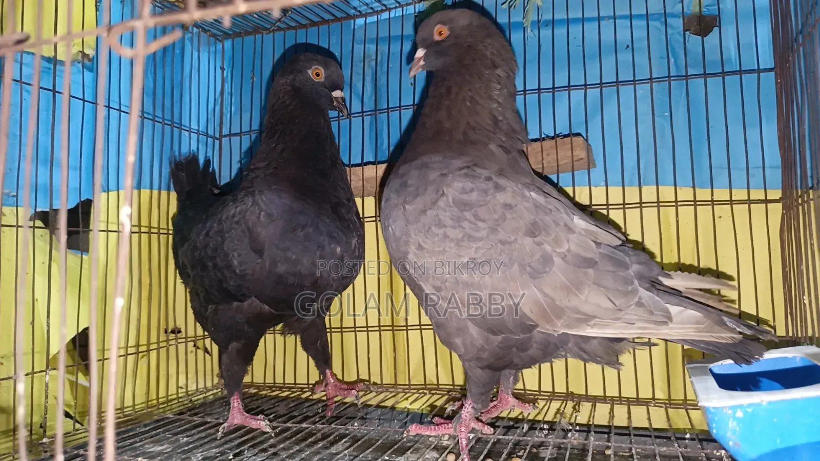 একজোড়া রানিং কিং কবুতর।