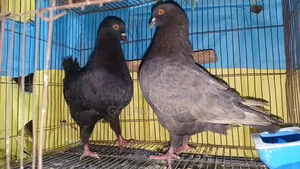একজোড়া রানিং কিং কবুতর।