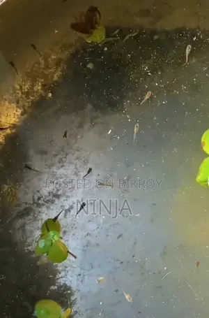 মিক্সড গাপ্পি ফ্রাই