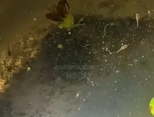 মিক্সড গাপ্পি ফ্রাই