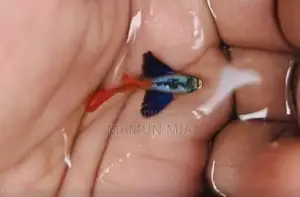 RTP Guppy Fish