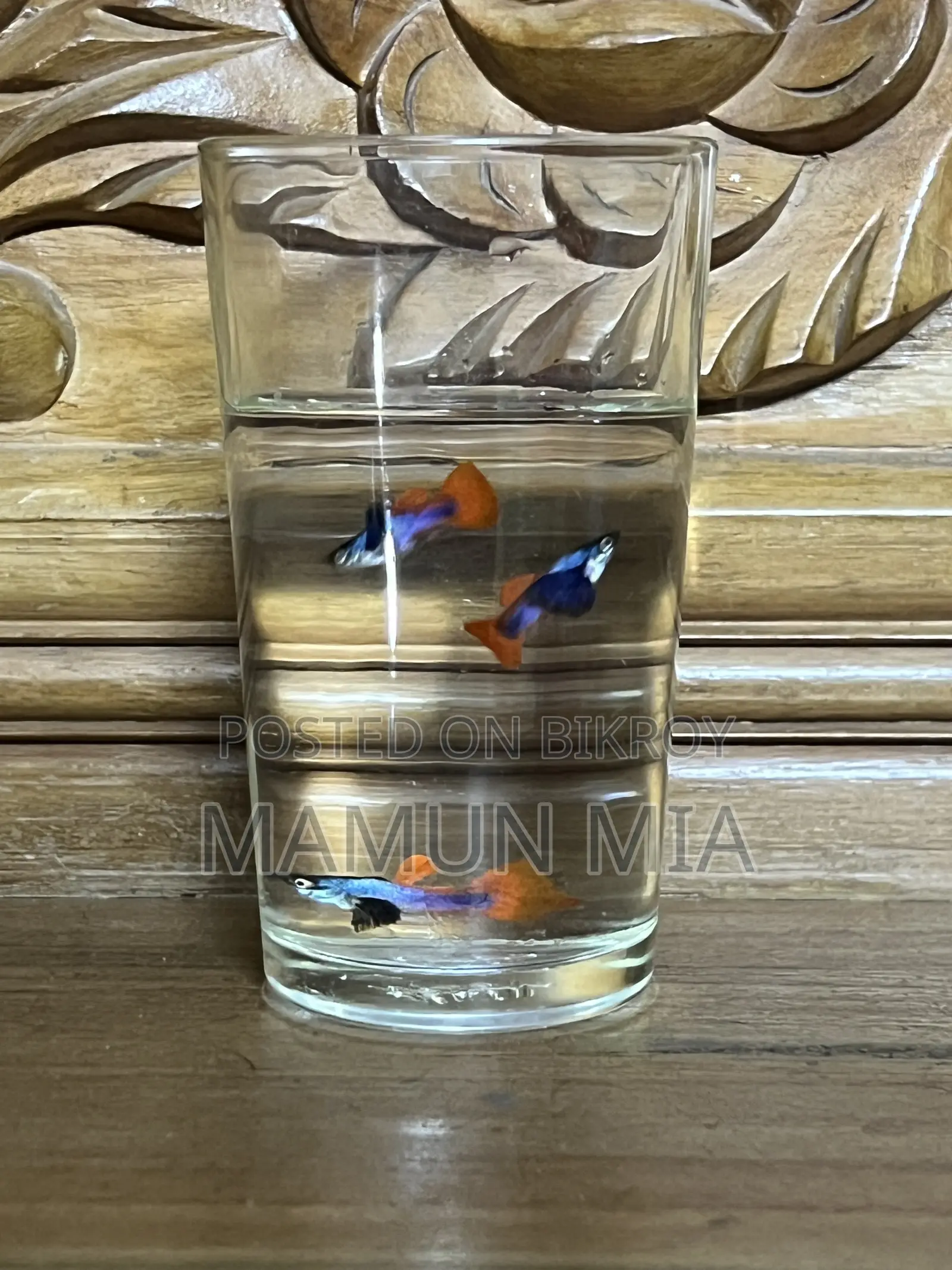 RTP Guppy Fish