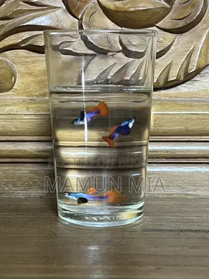 RTP Guppy Fish
