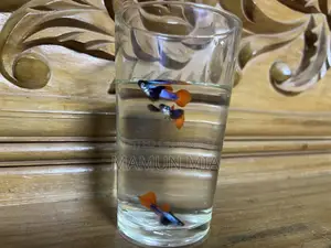 RTP Guppy Fish