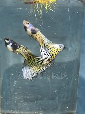 Coral Metal Guppy Fish