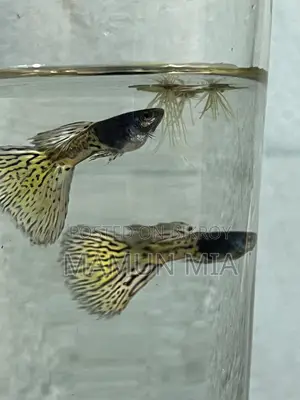 কোরাল মেটাল গাপ্পি ফিশ