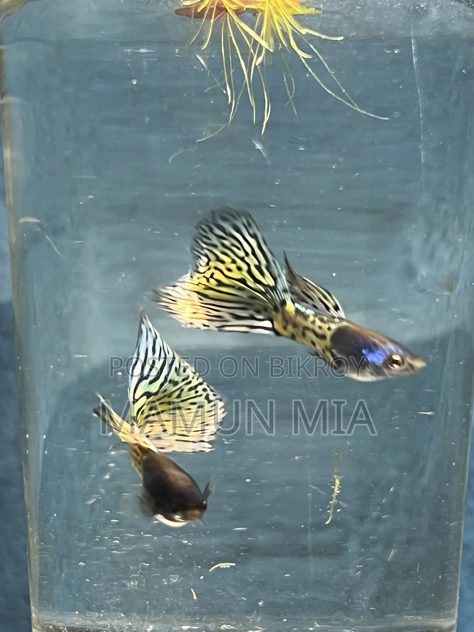 কোরাল মেটাল গাপ্পি ফিশ