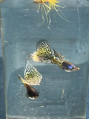 কোরাল মেটাল গাপ্পি ফিশ