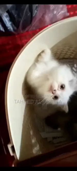 ১-৩ মাসের ফিমেল পিওরব্রেড পার্সিয়ান
