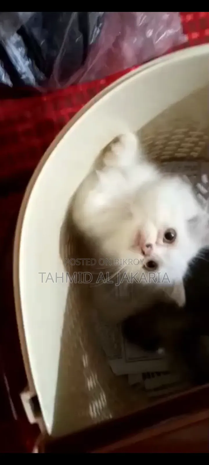 ১-৩ মাসের ফিমেল পিওরব্রেড পার্সিয়ান