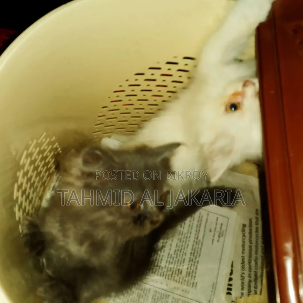 ১-৩ মাসের ফিমেল পিওরব্রেড পার্সিয়ান