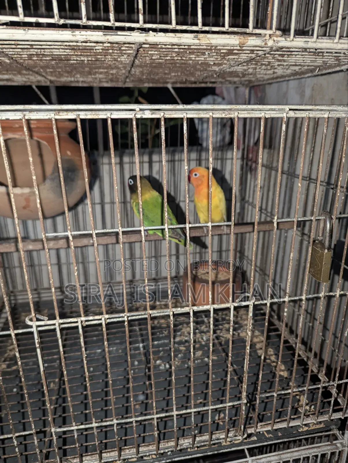 লাভবার্ডস পাখি