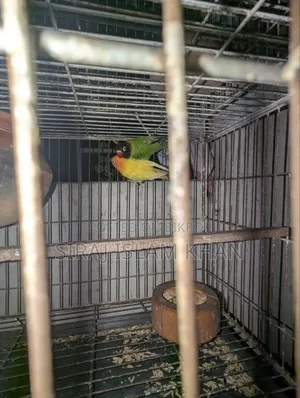লাভবার্ডস পাখি