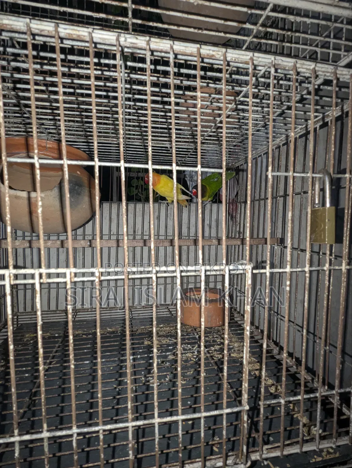 লাভবার্ডস পাখি