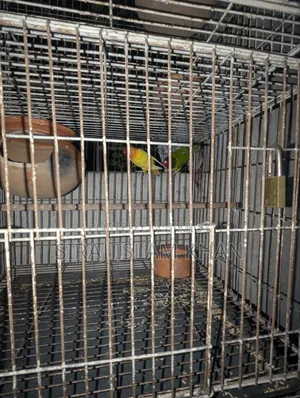লাভবার্ডস পাখি