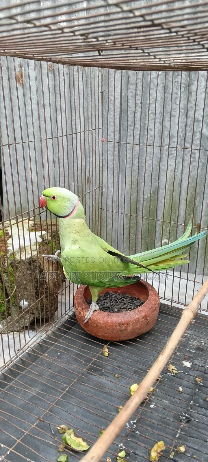 টিয়া পাখি