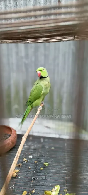 টিয়া পাখি