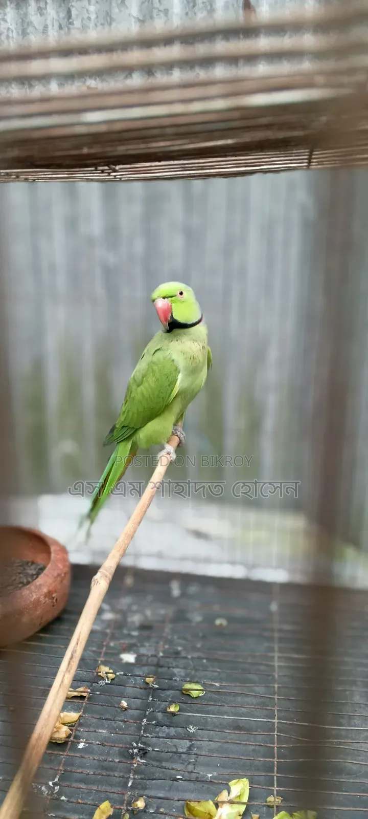 টিয়া পাখি