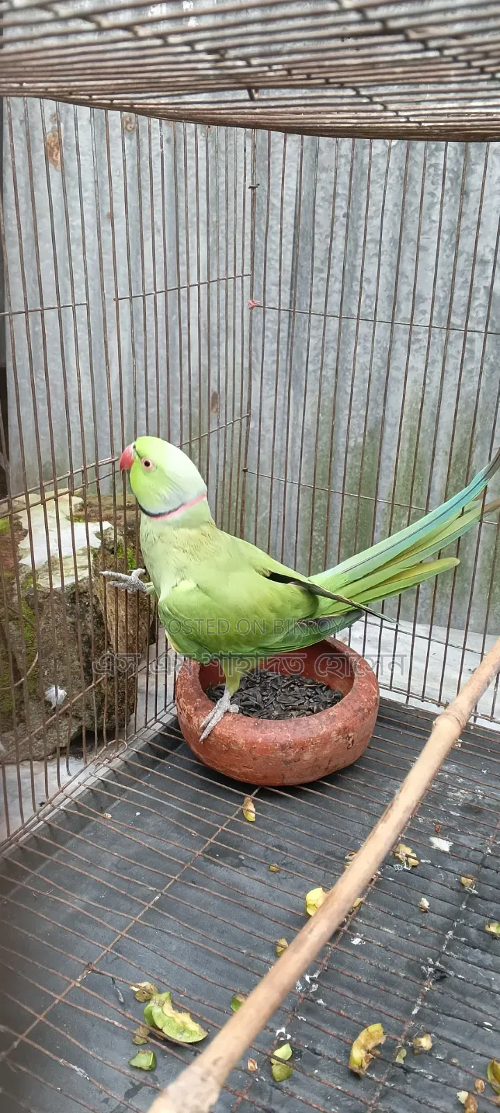 টিয়া পাখি