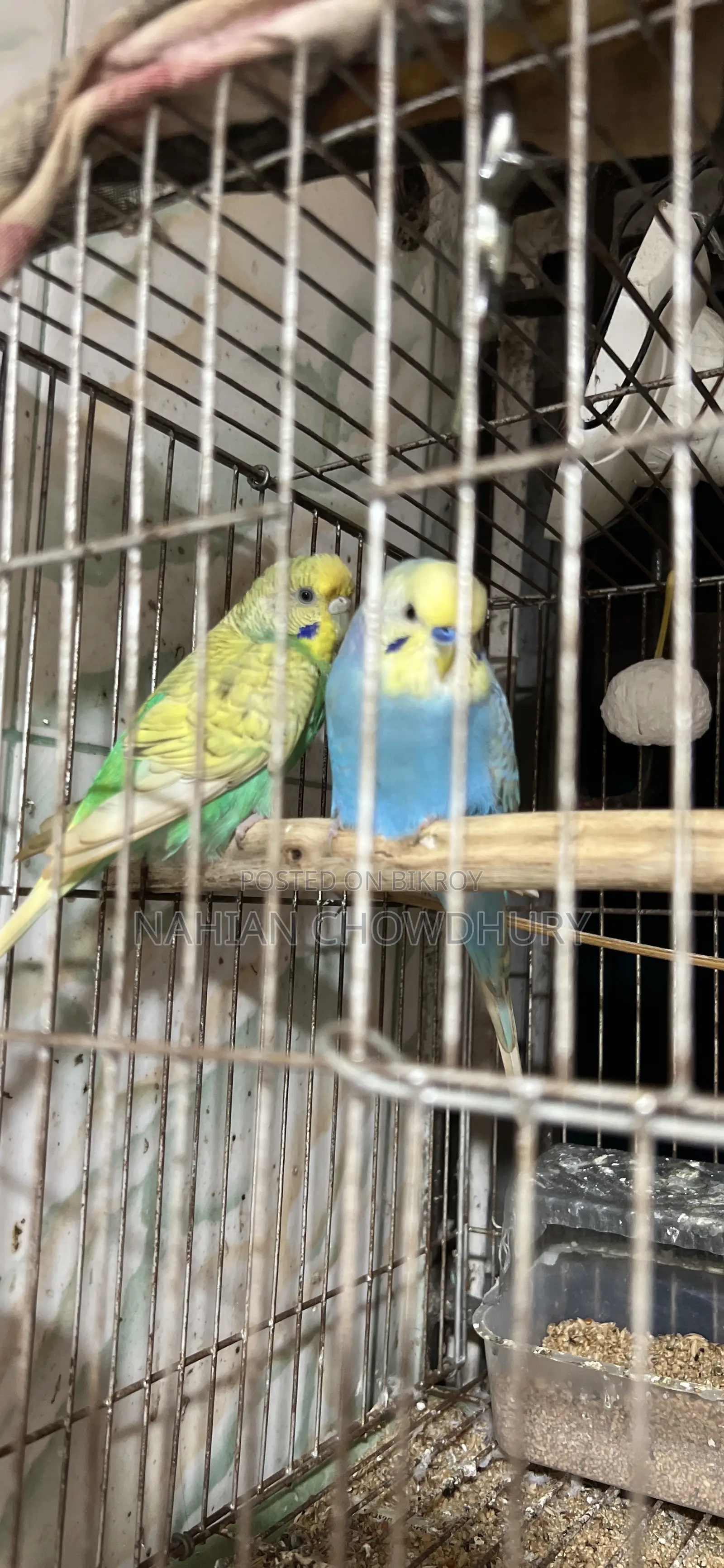 রানিং বাজরিগার পাখি