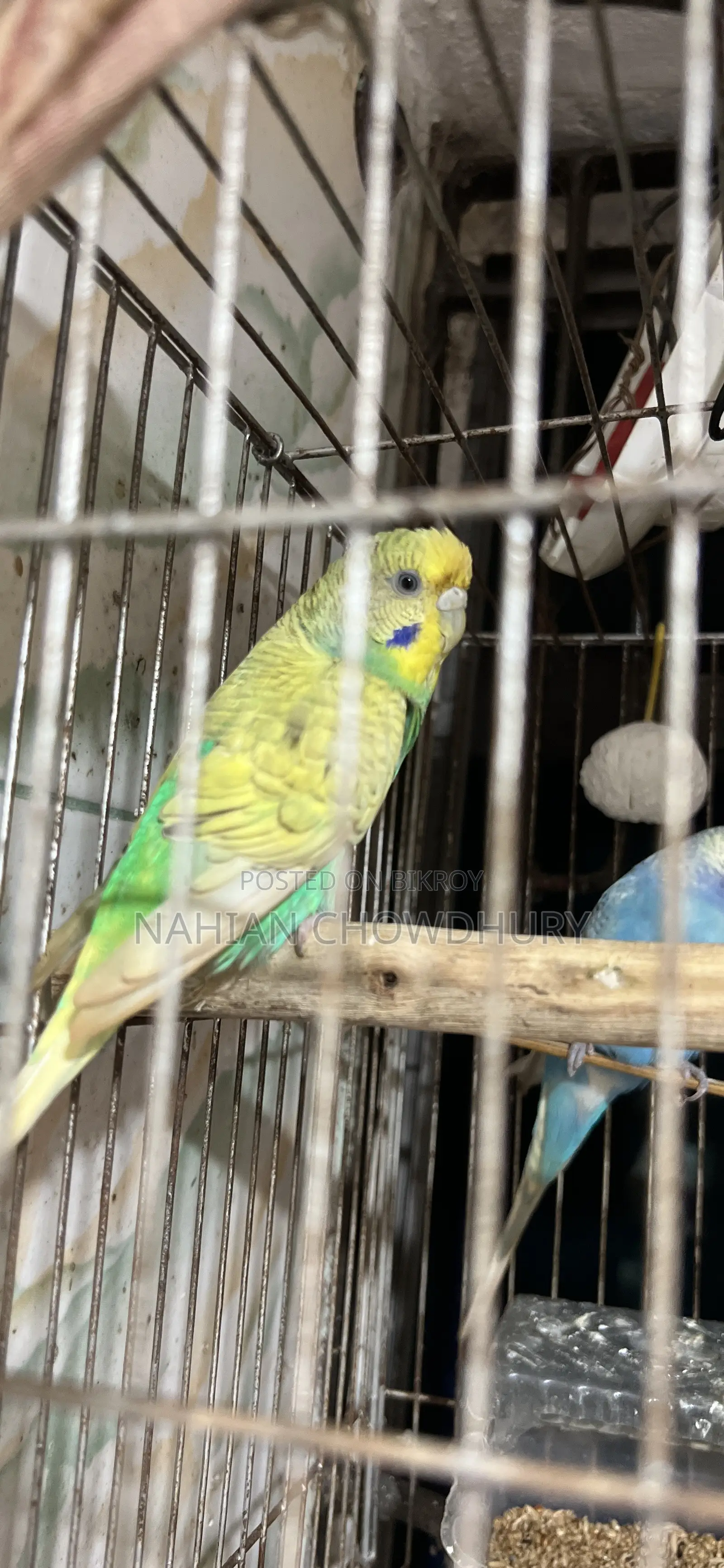 রানিং বাজরিগার পাখি