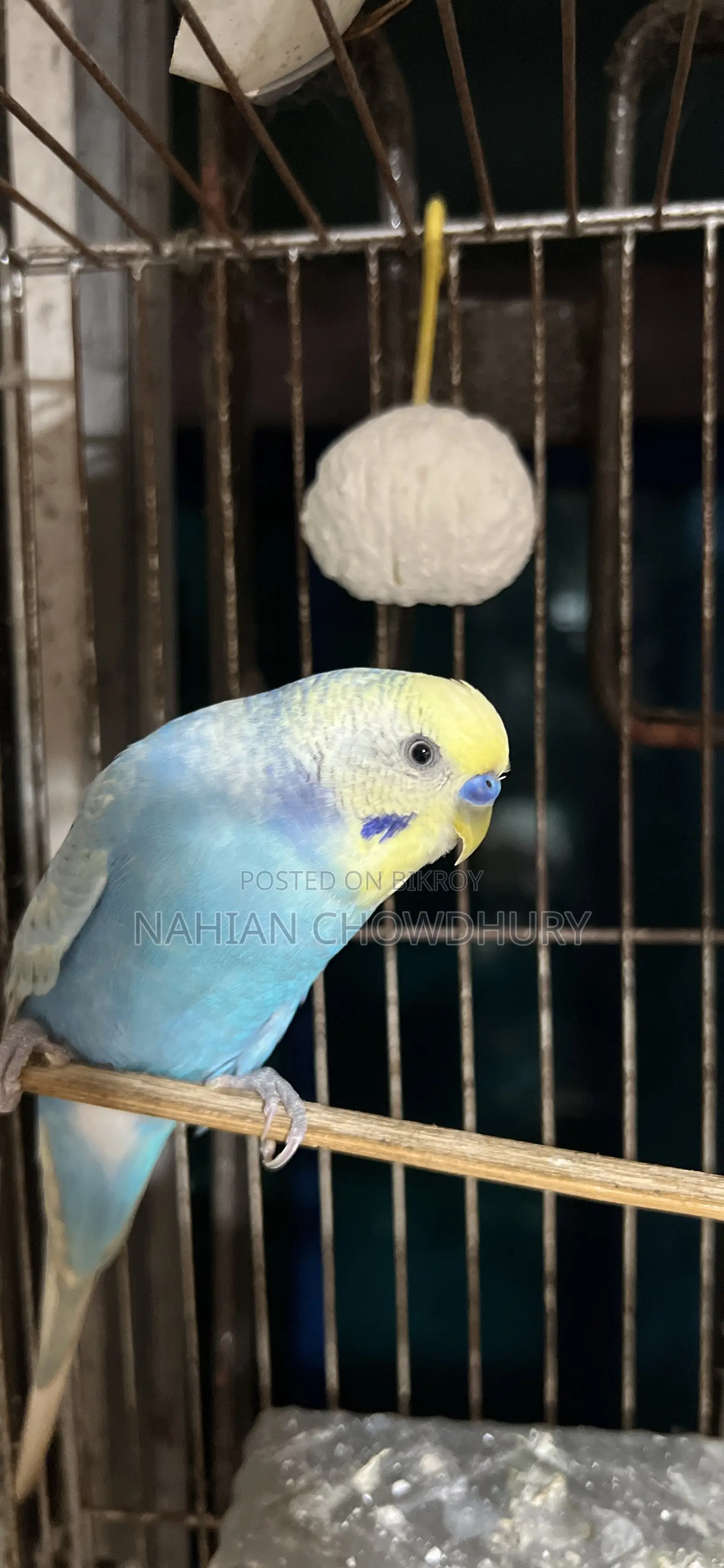 রানিং বাজরিগার পাখি