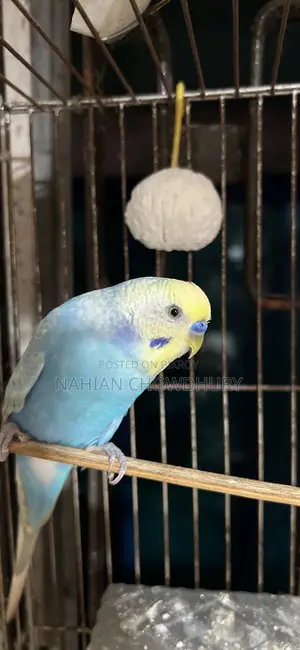 রানিং বাজরিগার পাখি