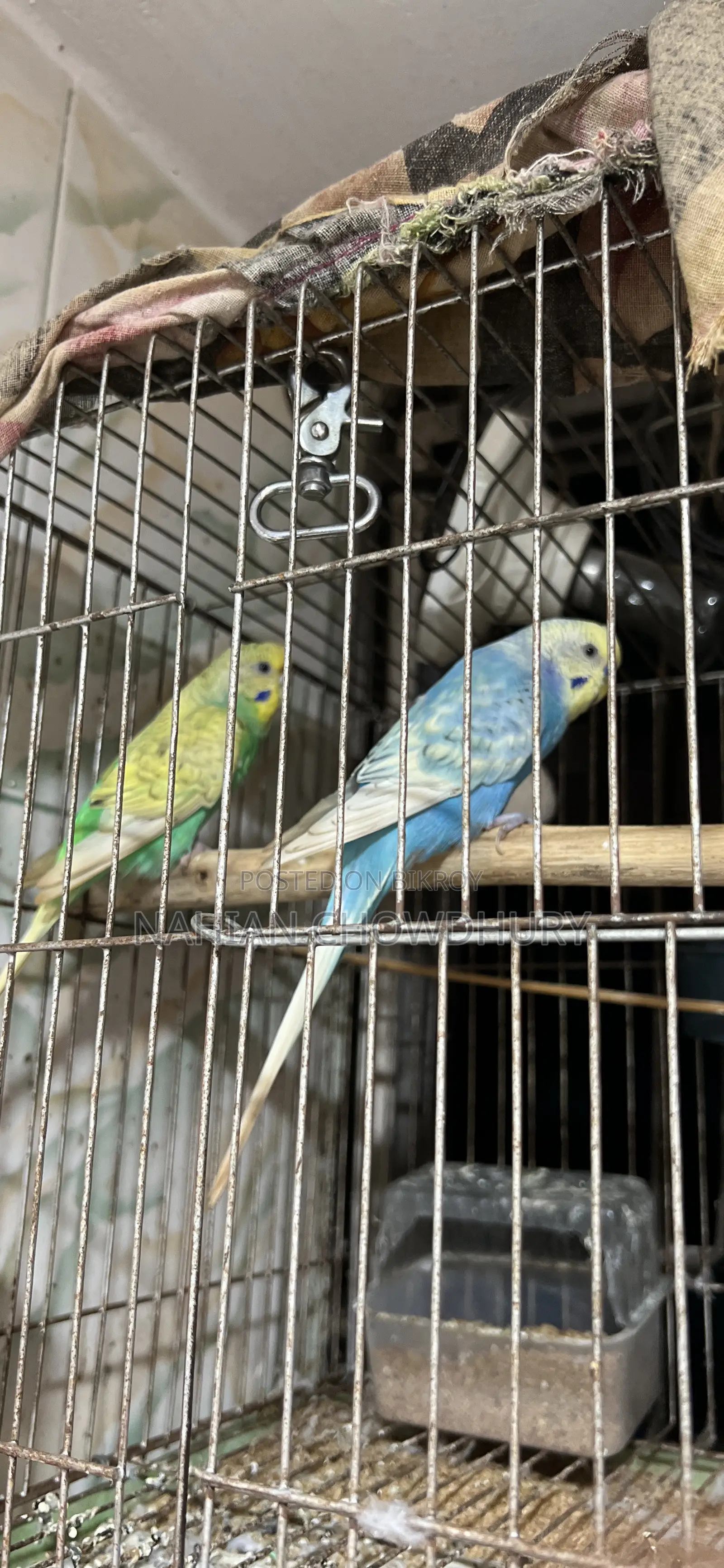 রানিং বাজরিগার পাখি