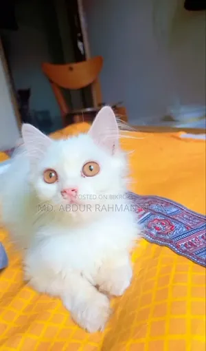 6-12 months Male Purebred Persian