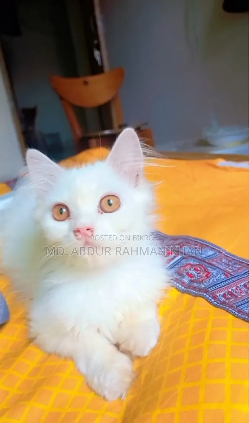 6-12 months Male Purebred Persian