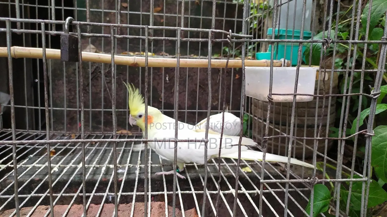 লুটিনো ককাটিয়েল (লাল চোখ) ১ জোড়া পোষ মানা