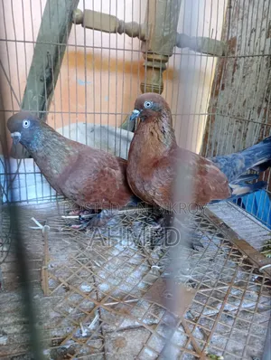 এক জুরা বাঞ্জা চিলা