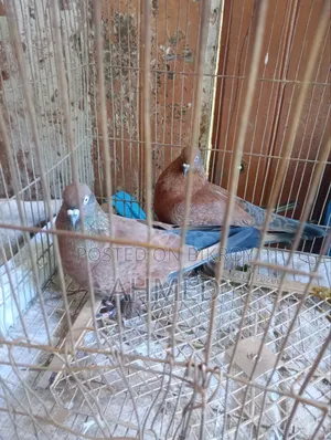 এক জুরা বাঞ্জা চিলা