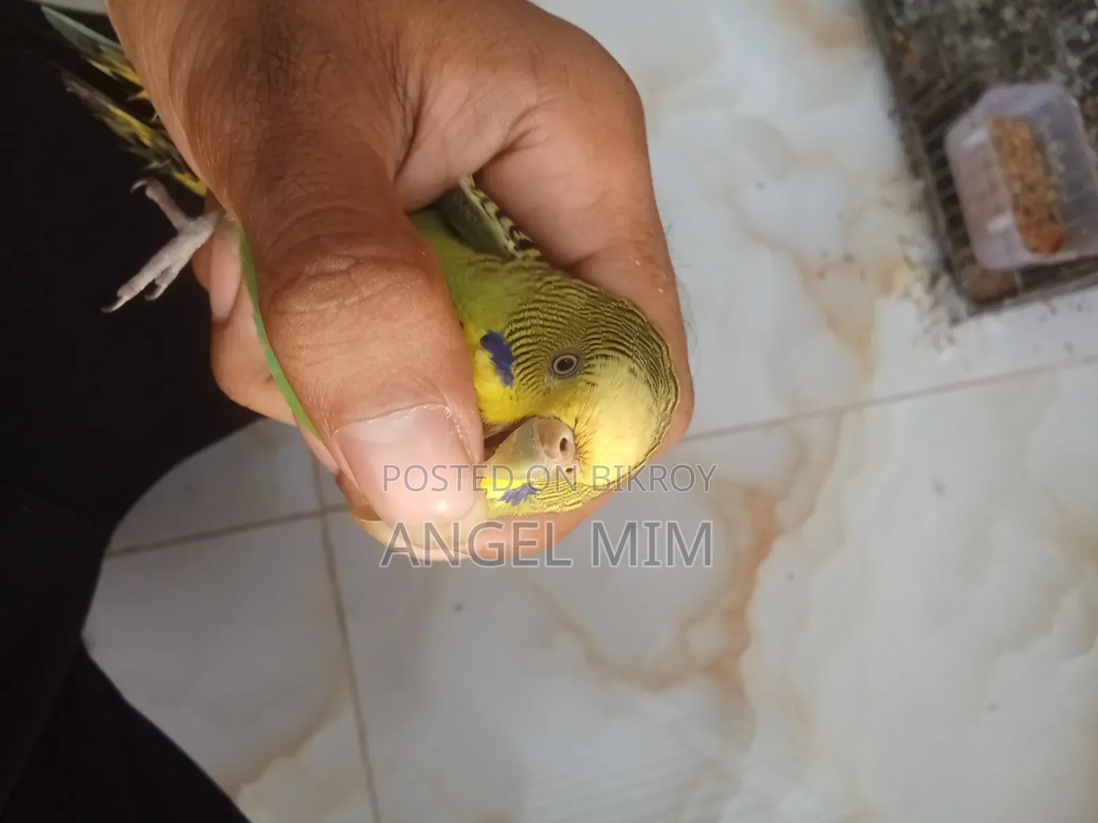 বাজীগর প্রাপ্তবয়স্ক পাখি ২ পিস