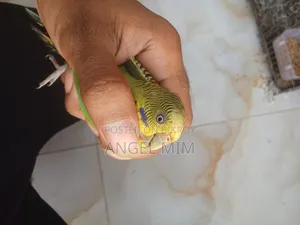 বাজীগর প্রাপ্তবয়স্ক পাখি ২ পিস