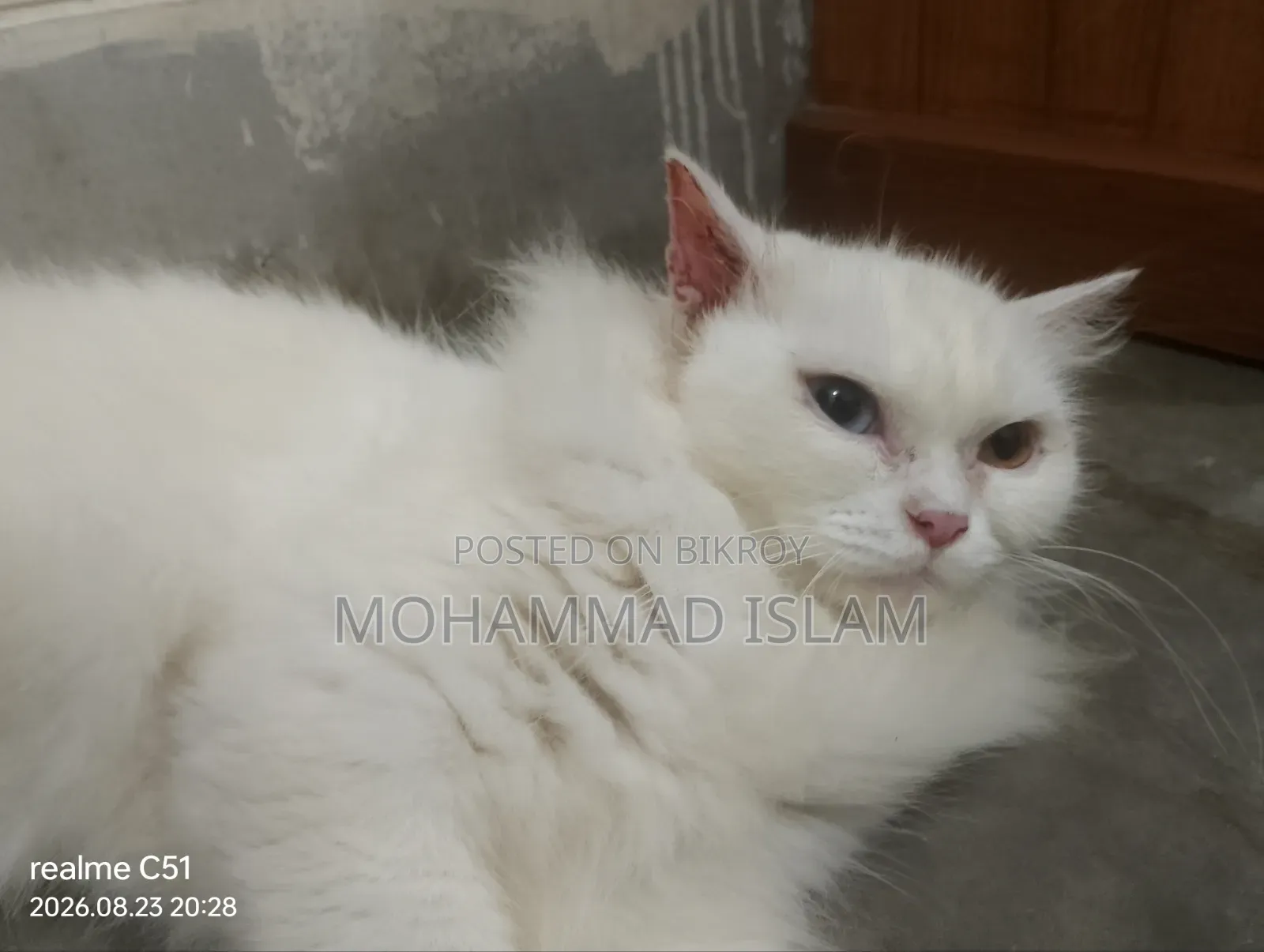 1+ year Female Purebred Persian