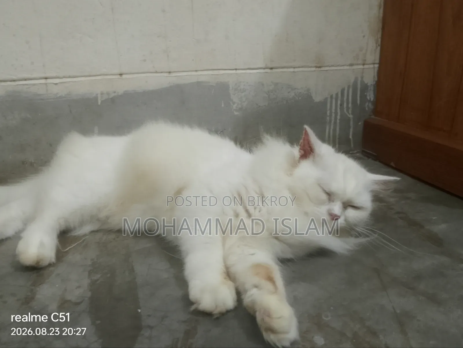1+ year Female Purebred Persian