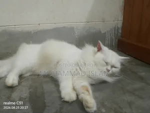 1+ year Female Purebred Persian