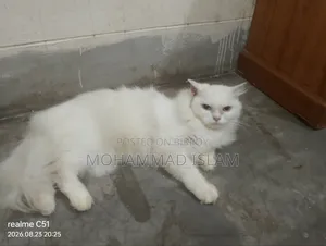 1+ year Female Purebred Persian
