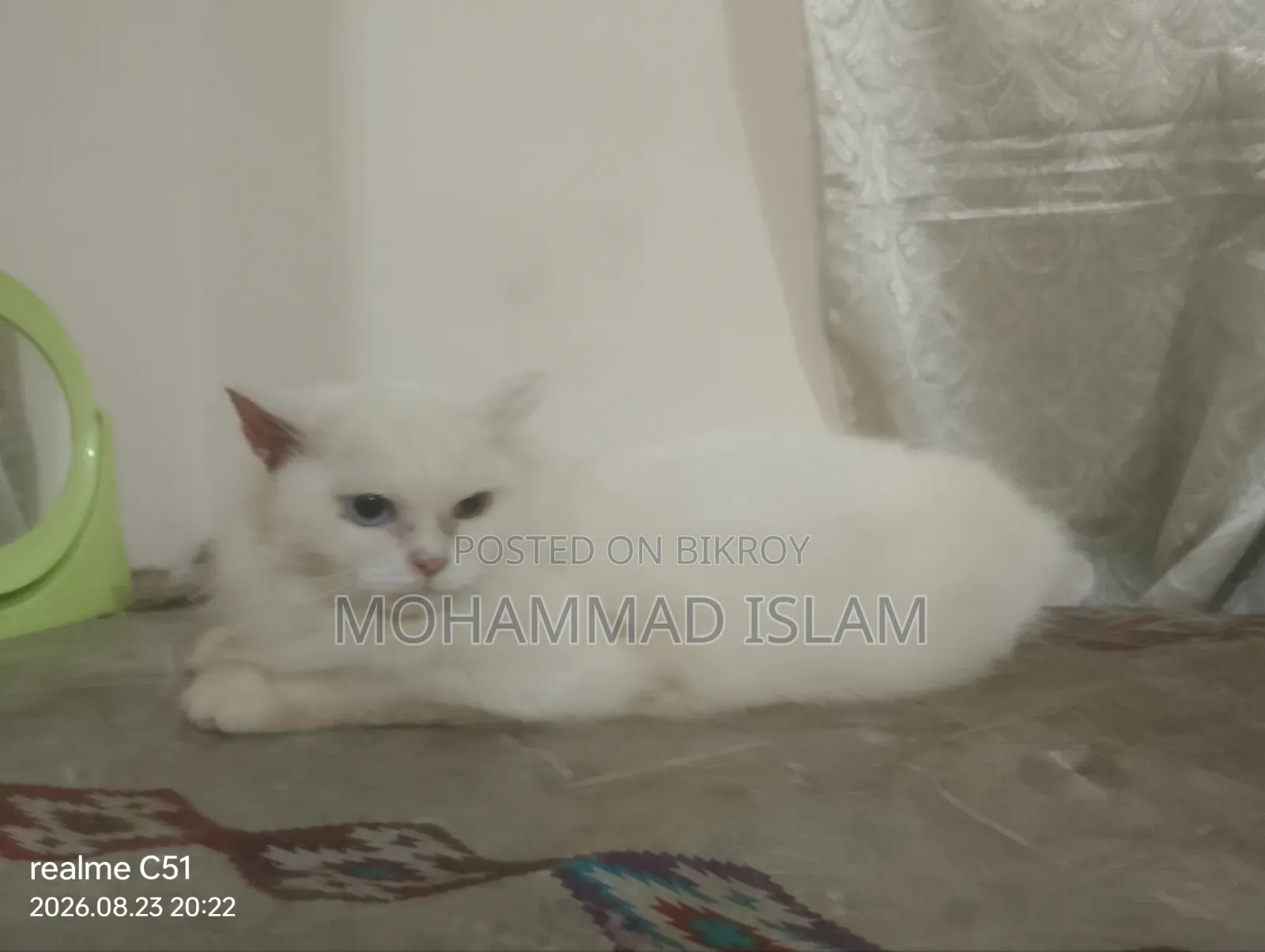 1+ year Female Purebred Persian