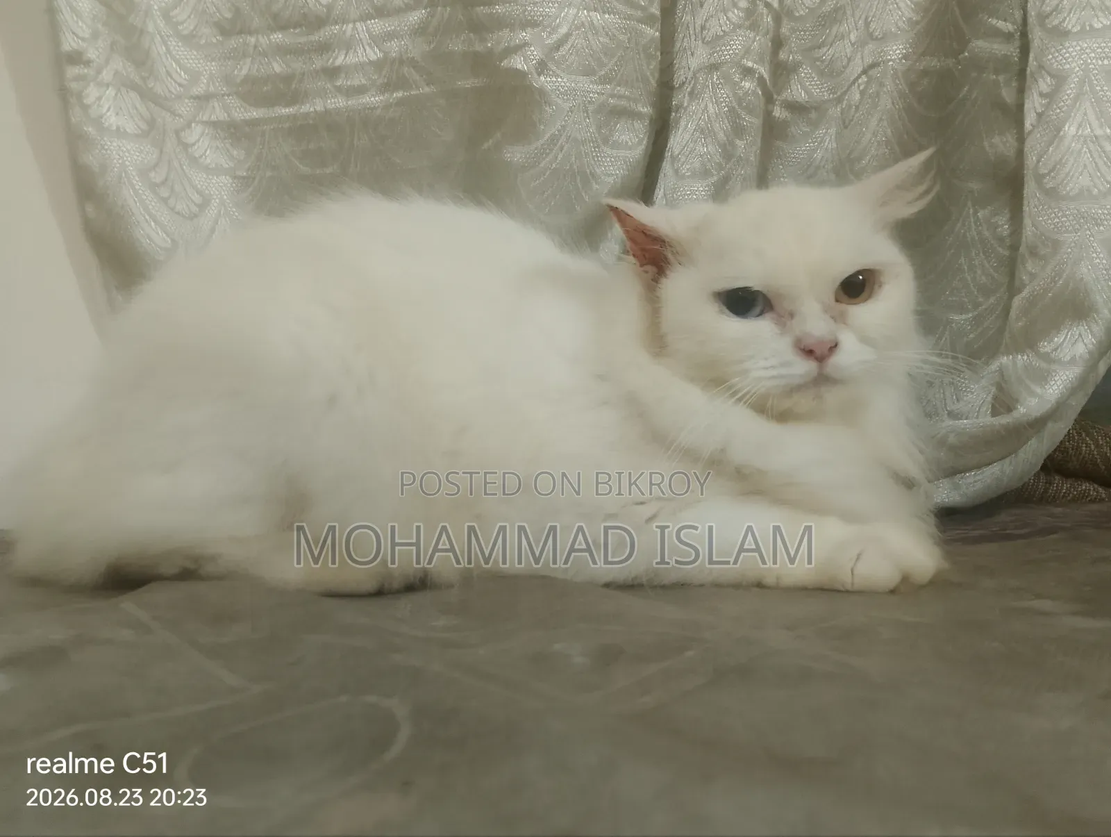 1+ year Female Purebred Persian