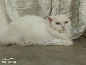 1+ year Female Purebred Persian