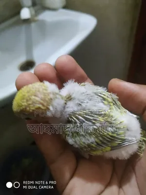 পাখি বিক্রি